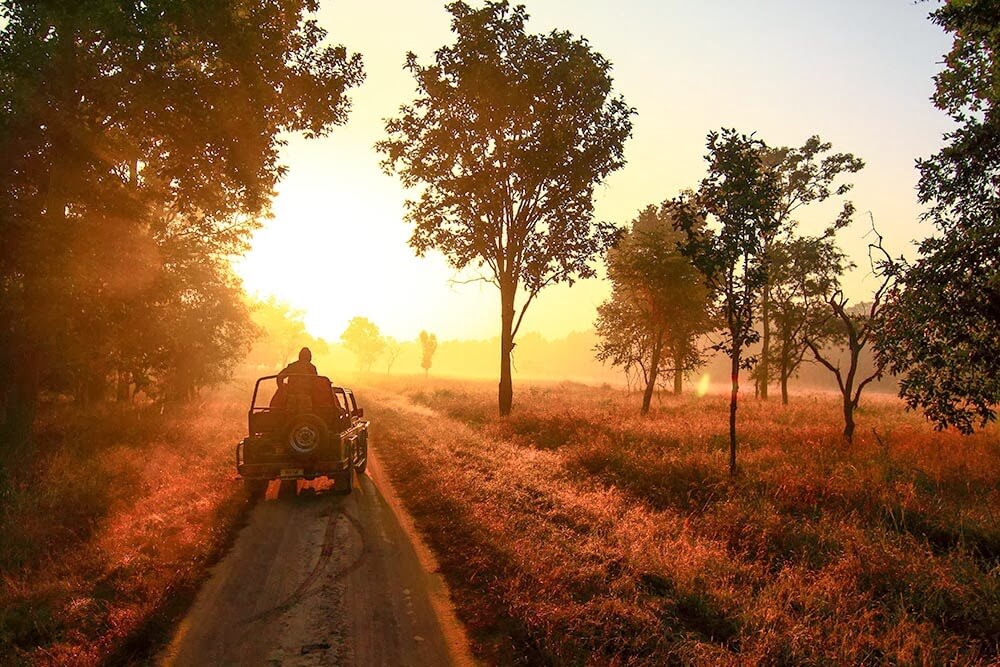 Jeep Safari Kanha National Park