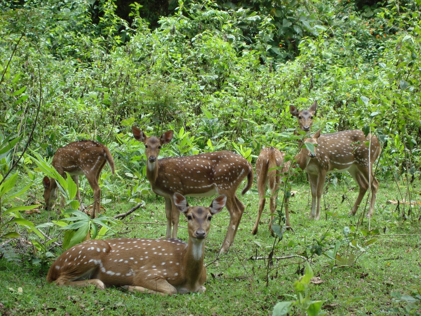 Biligiriranga Wildlife Sanctuary, BRT Wildlife