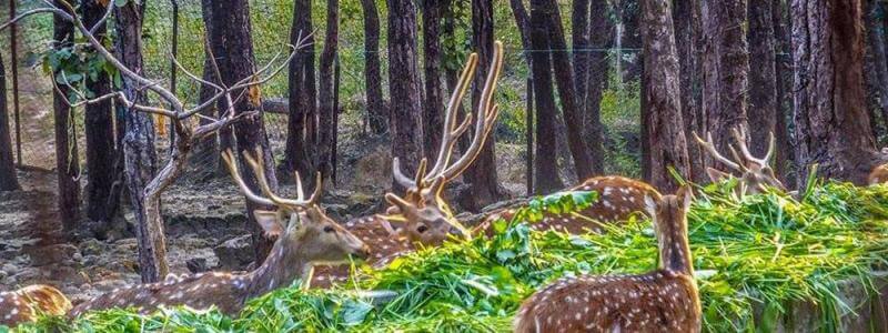 Malsi Deer Park