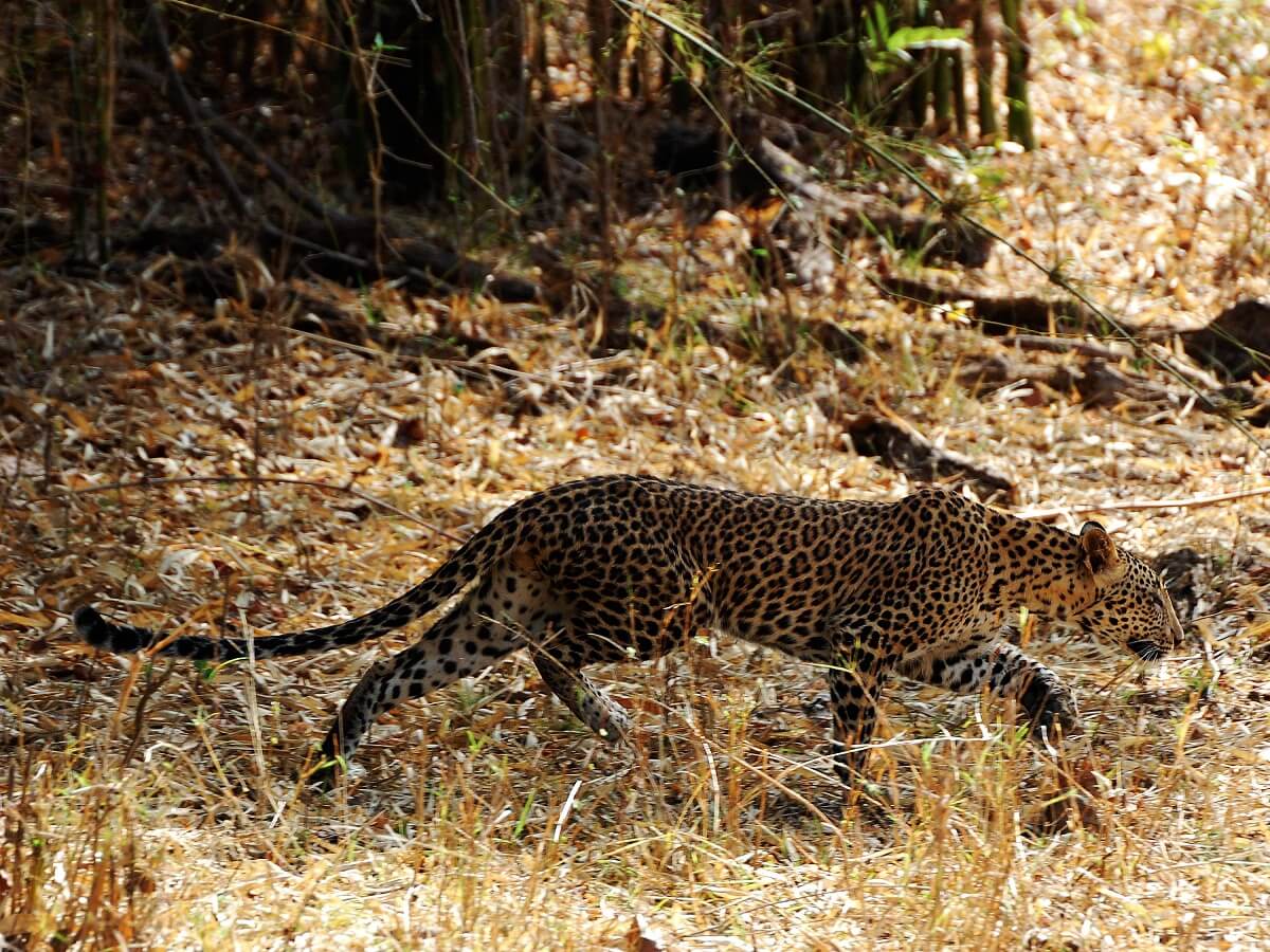 Bandhavgarh National Park