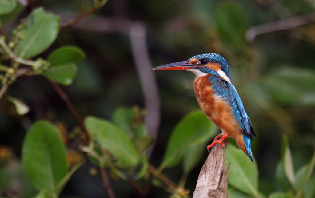 Dr. Salim Ali Bird Sanctuary