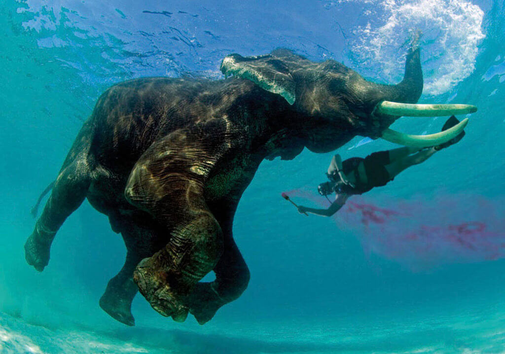 Elephant Snorkeling Andaman Destinations