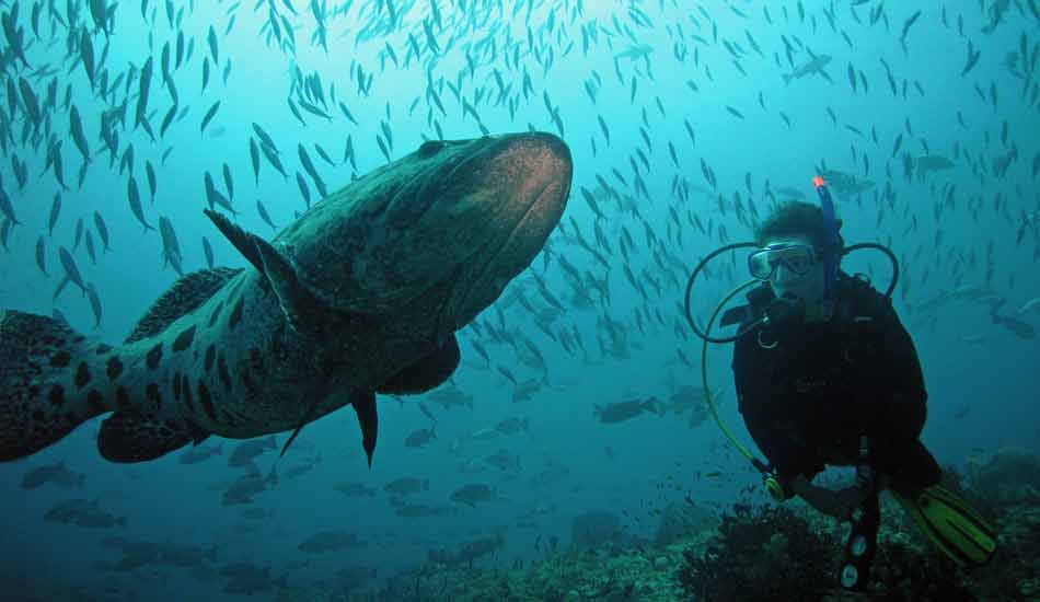 Andaman and Nicobar Reef Life