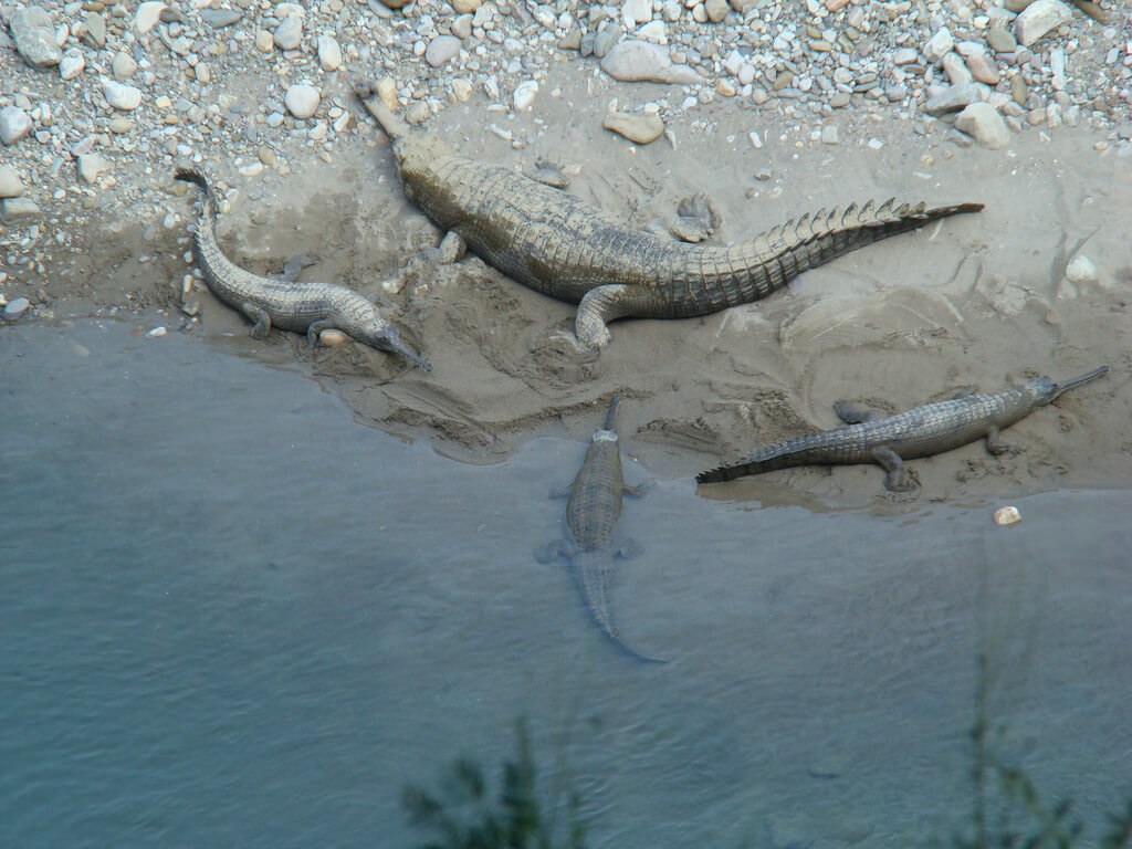 Crocodiles Jim Corbett