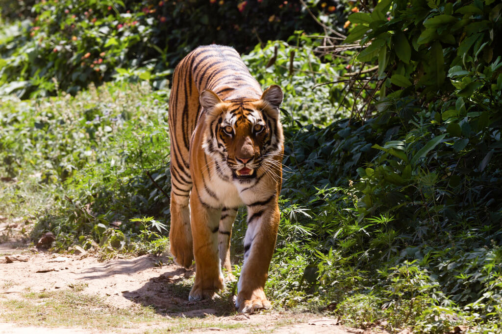 Jim Corbett National Parks