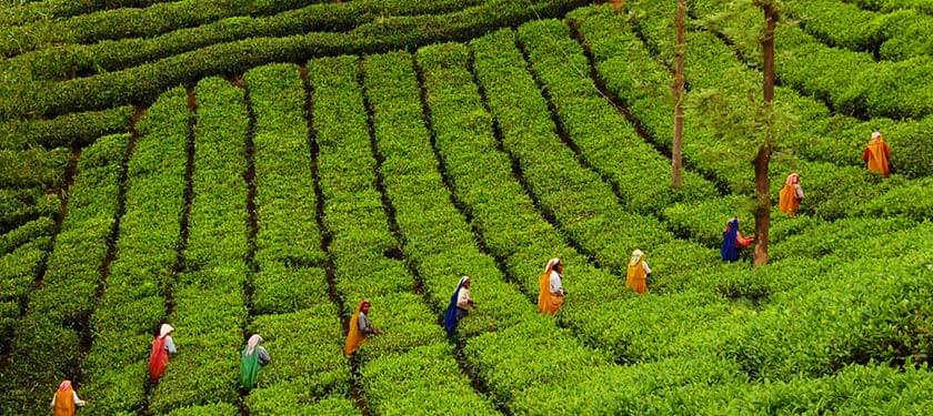 Tea Plantation Munnar Kerala