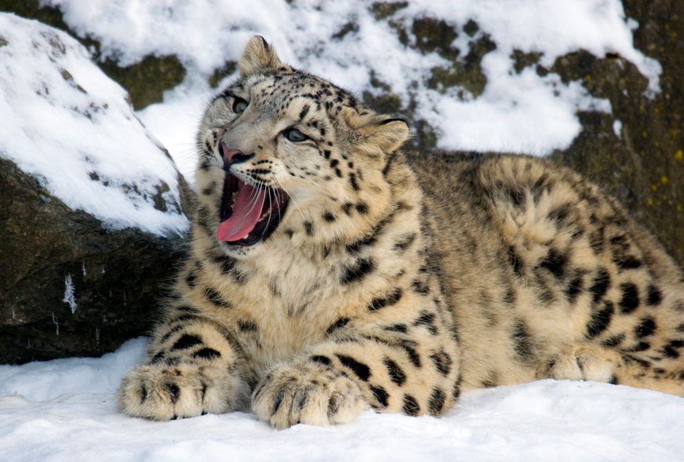 Snow Leopard
