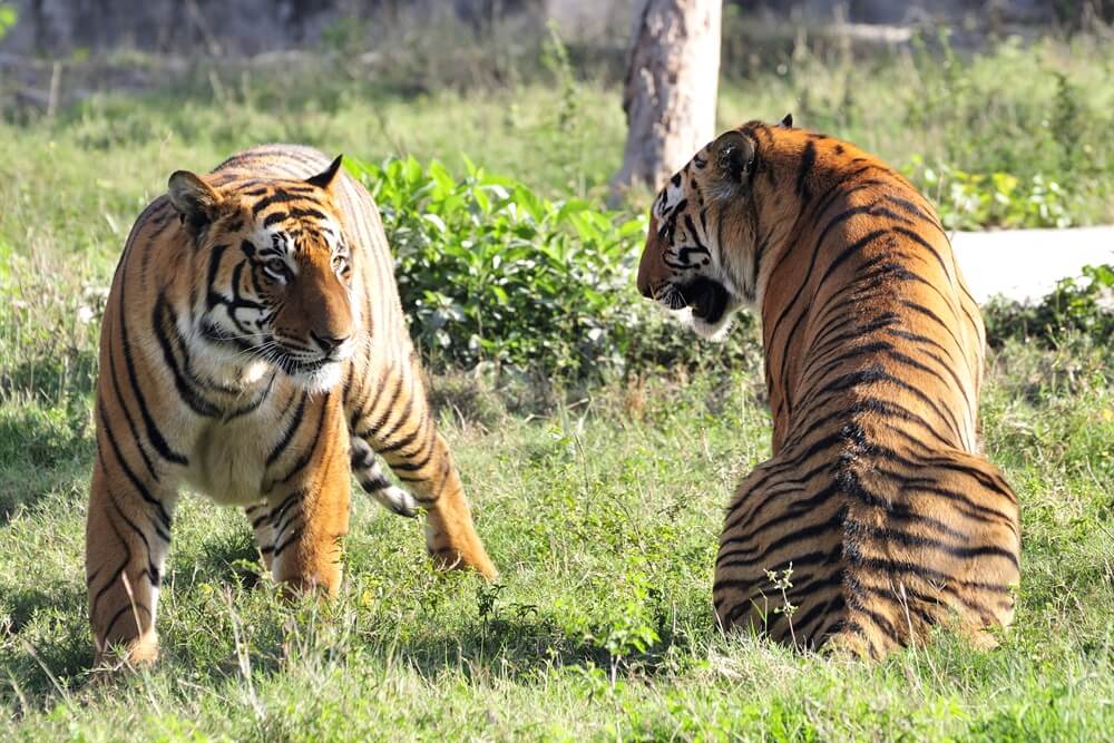 tiger reserves