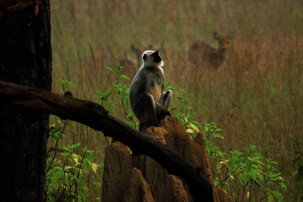 Langur Kanha National Park