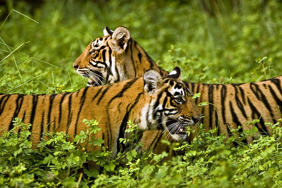 Wildlife in North India