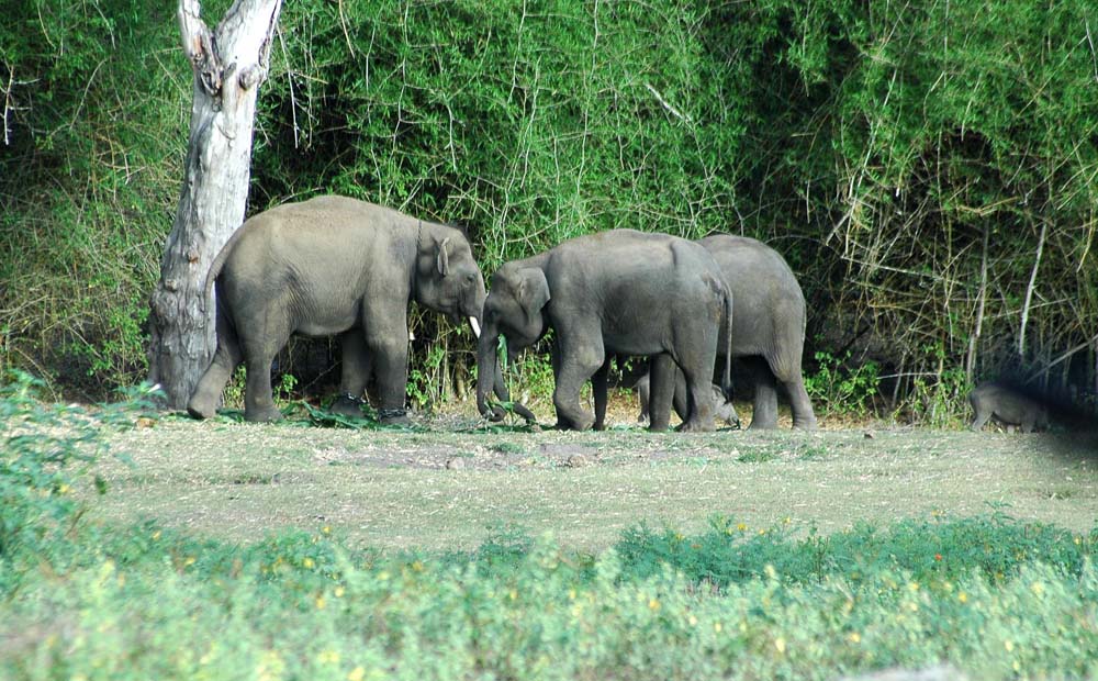 Bandipur National Park