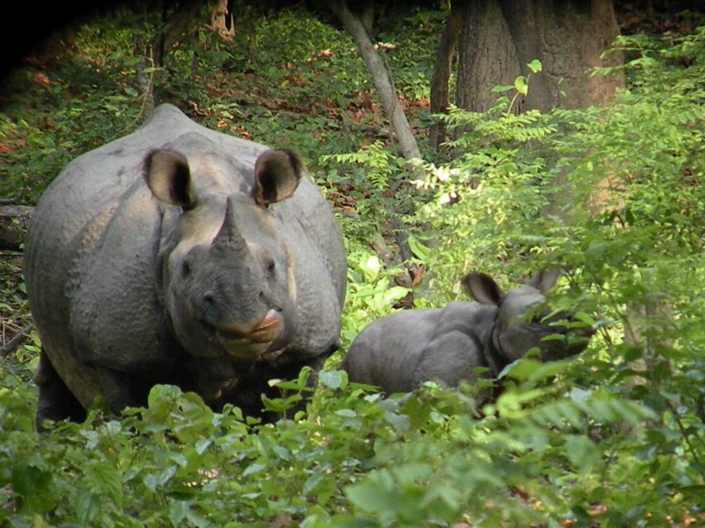 Dudhwa National Park, Uttar Pradesh
