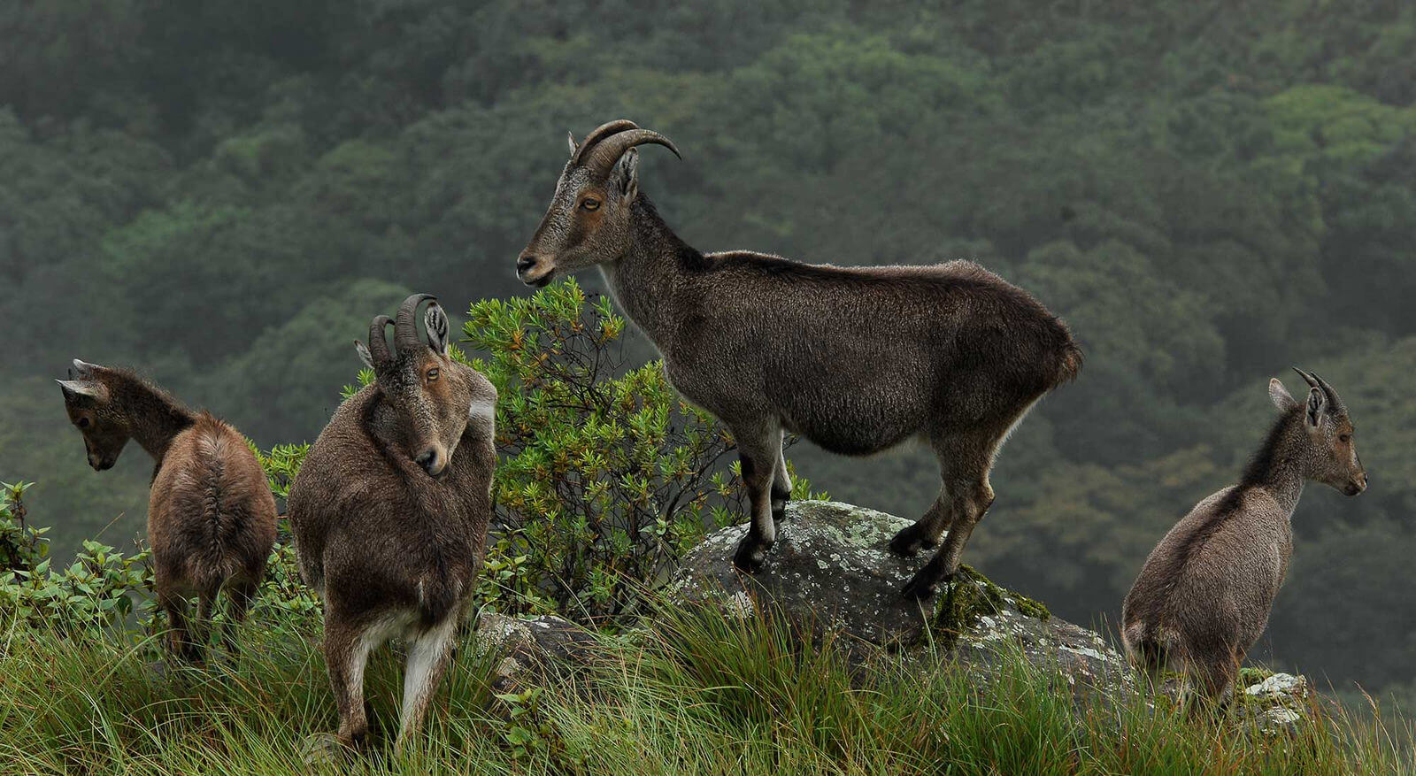 Eravikulam National Park