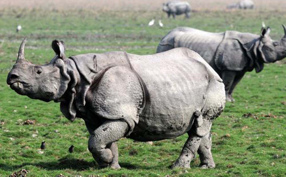 Kaziranga National Park