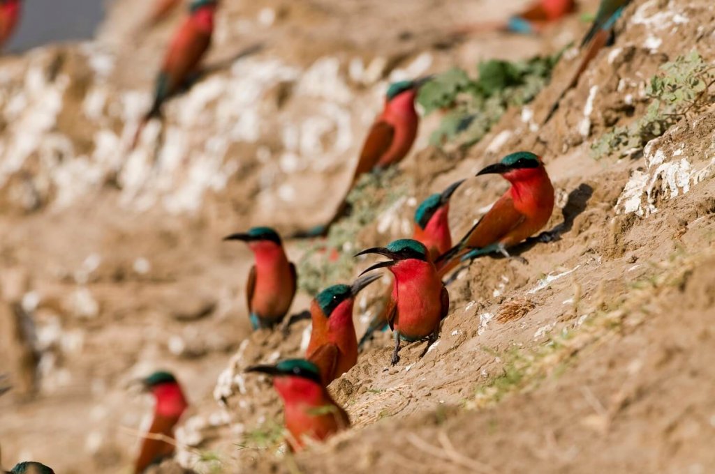 Mount Abu Wild Life Sanctuary