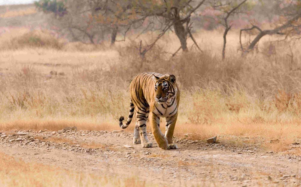 Ranthambore National Park