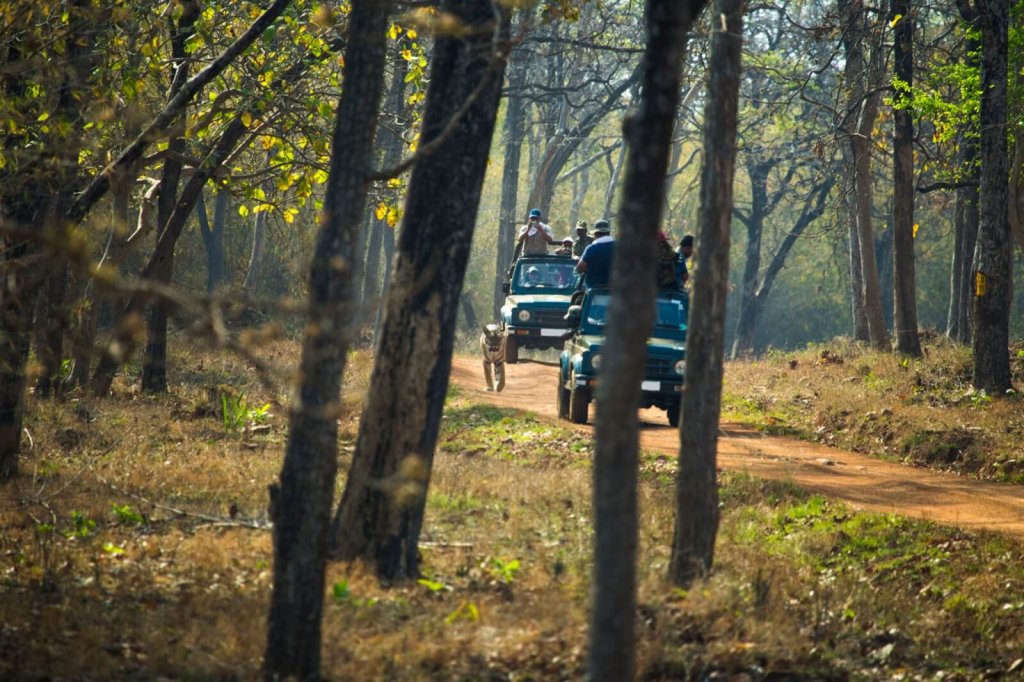 Tadoba National Park