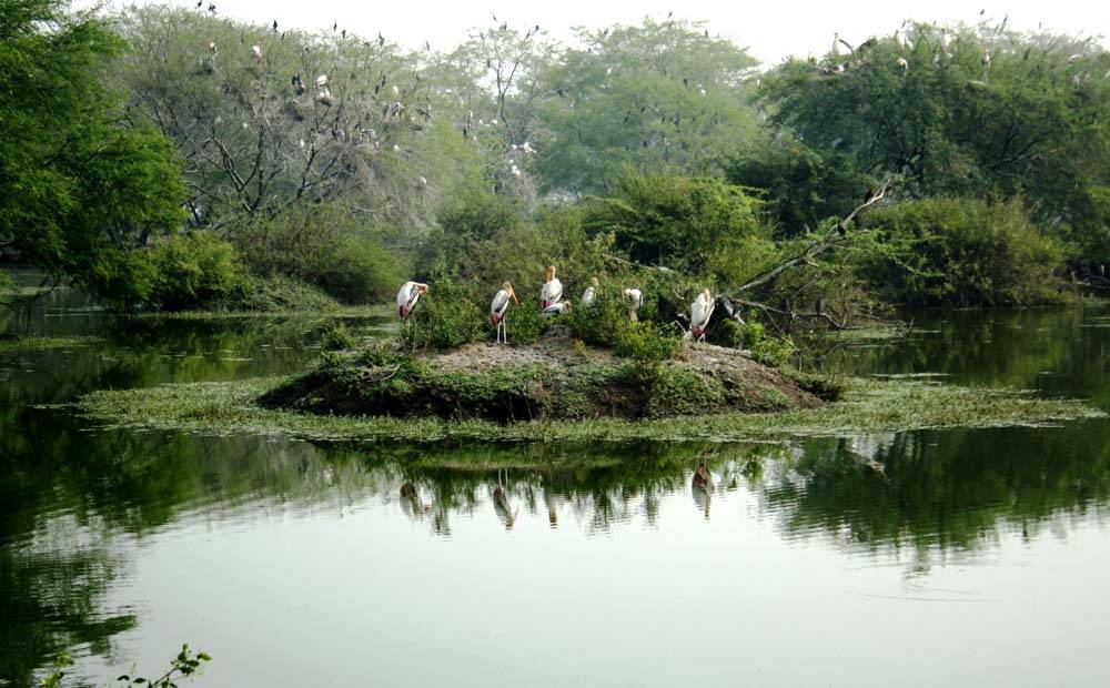 Kumarakom Bird Sanctuary