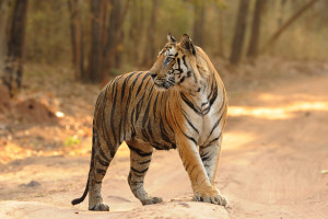 Bandhavgarh National Park