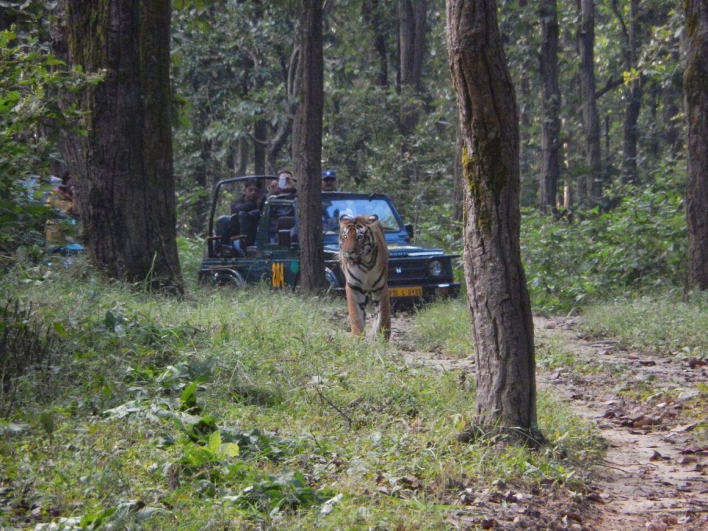 Kanha National Park