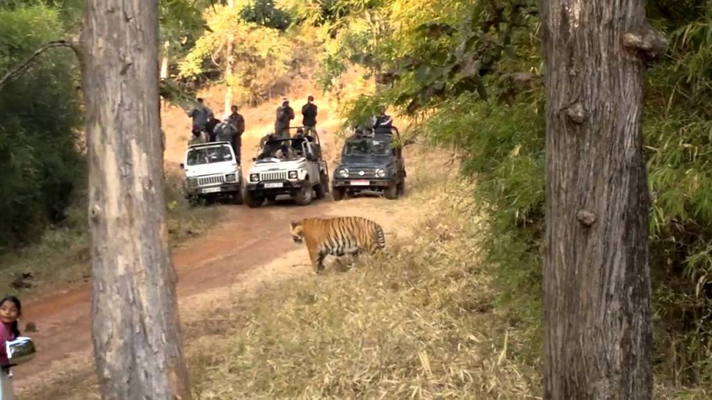 Tadoba National Park Tigers
