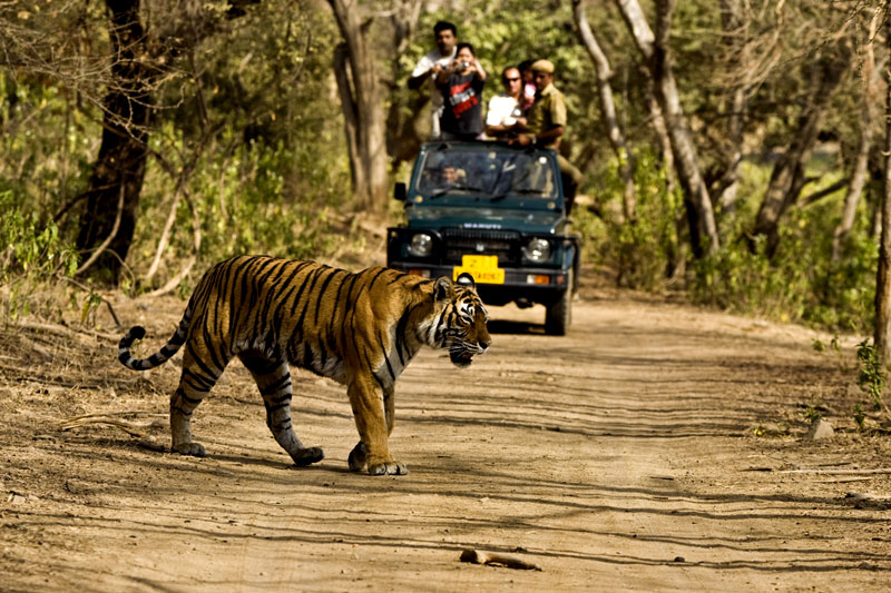 jim corbett tiger national park