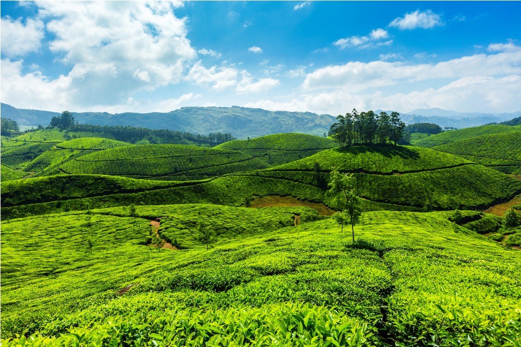 Tea Plantations Munnar