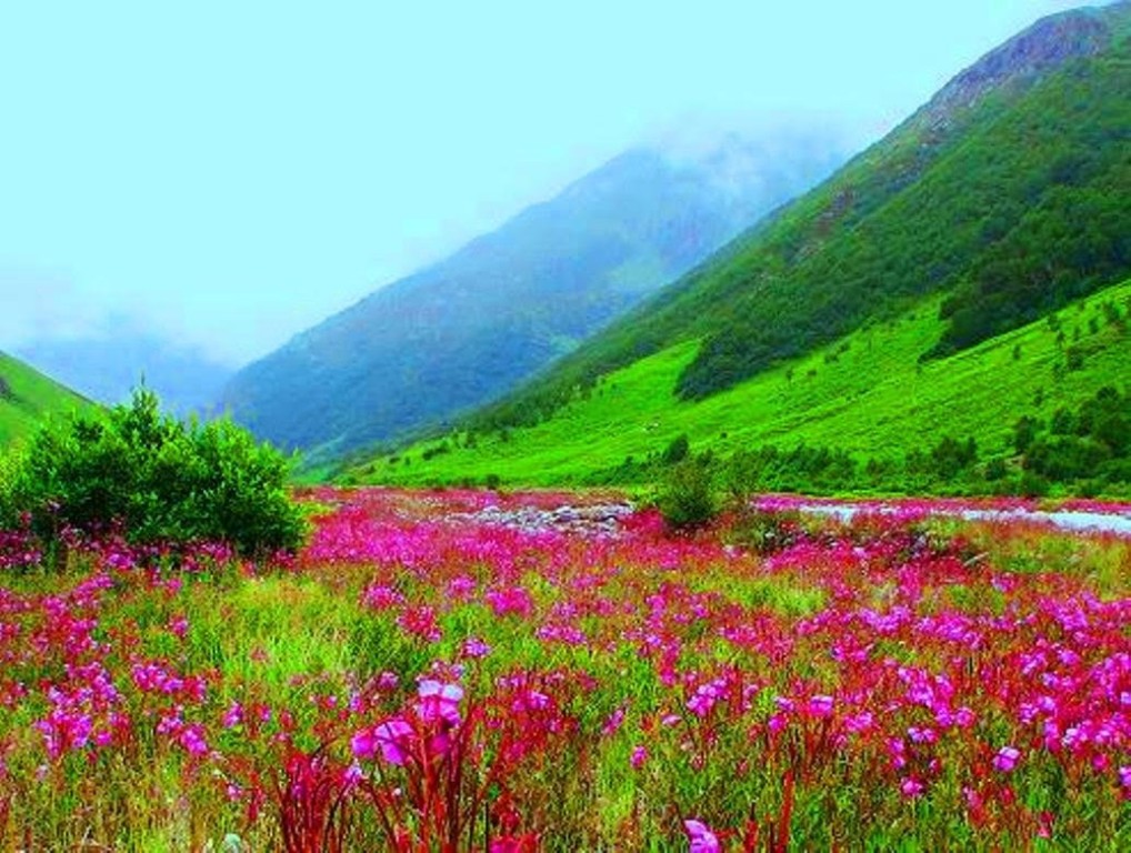 valley of flowers, Uttarakhand