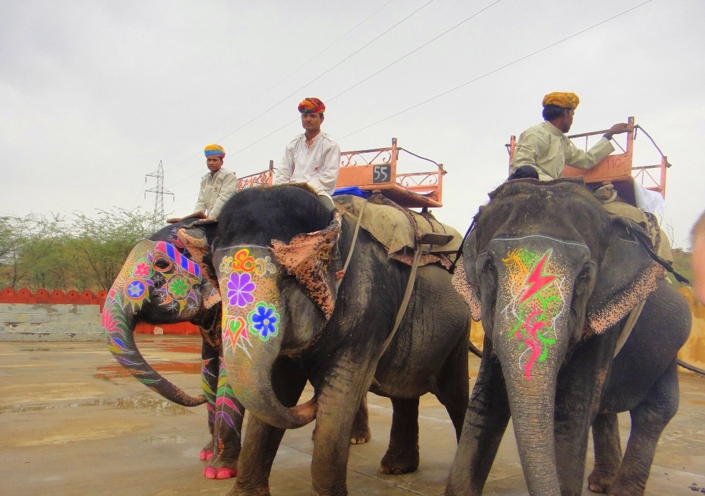 Elefantastic Jaipur 1024