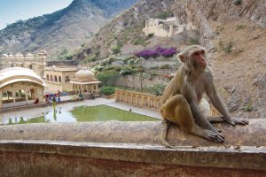 Monkey Temple Jaipur
