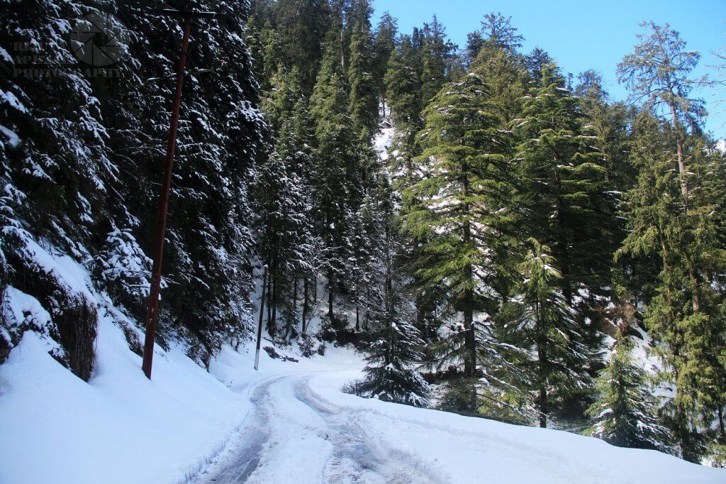 Pine Trees of Dalhousie