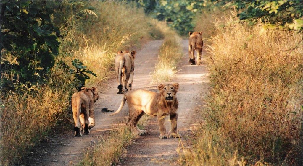 Gir National Park Gujarat