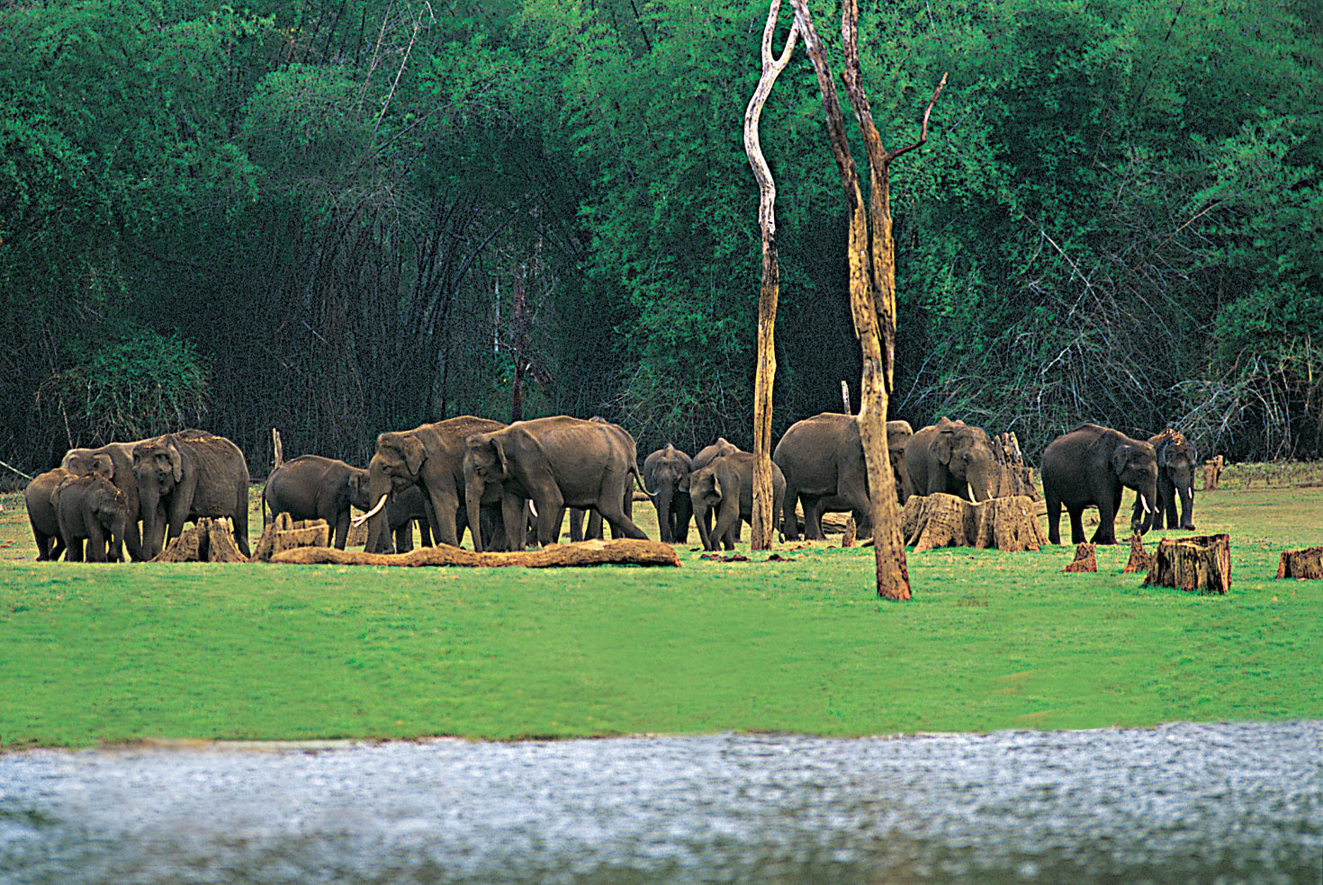 Periyar Widlife Sanctuary Thekkady