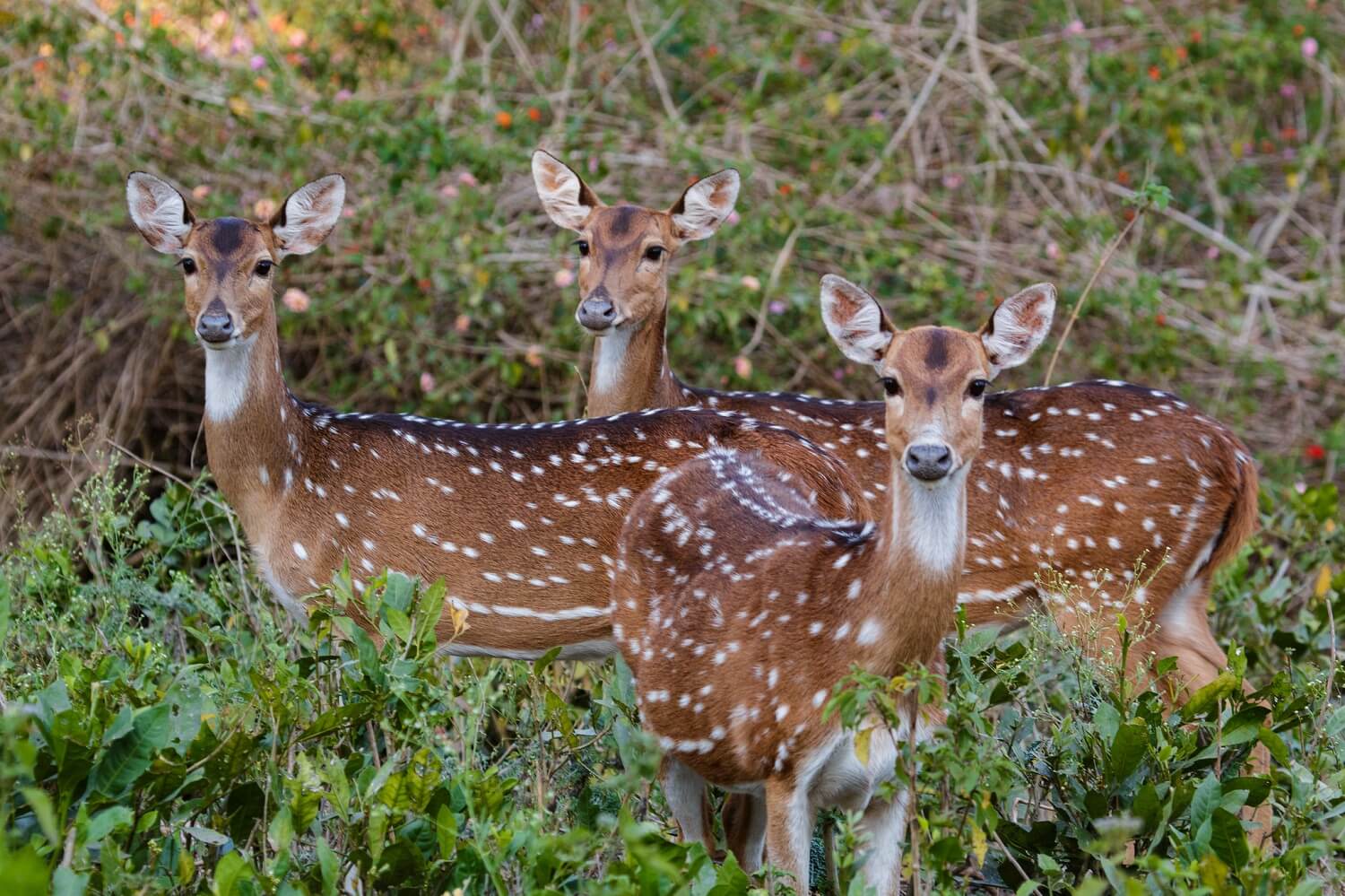 Nagarhole National Park