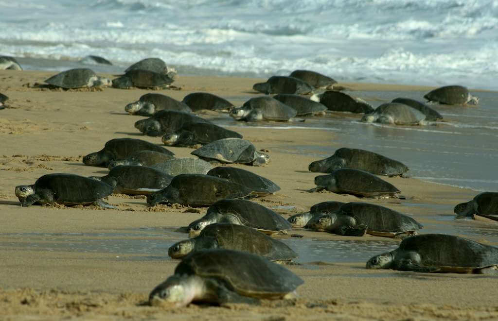 Turtle Nesting Goa