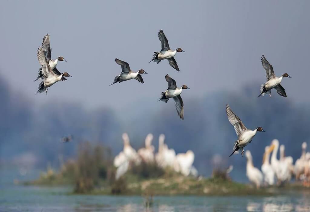Bharatpur-Bird
