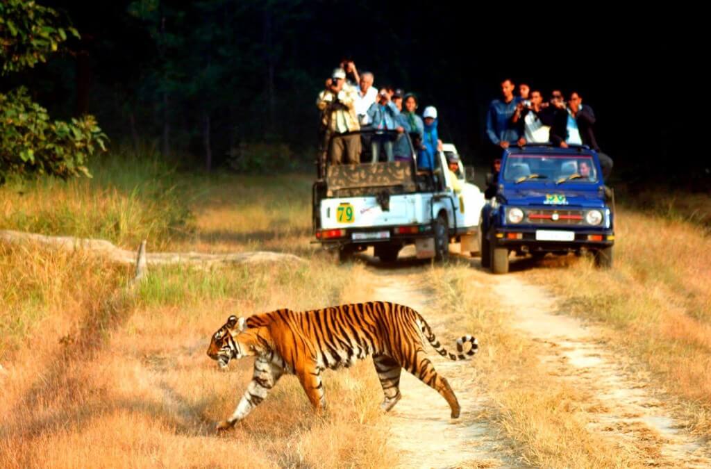 Jim Corbett National Park - Tiger