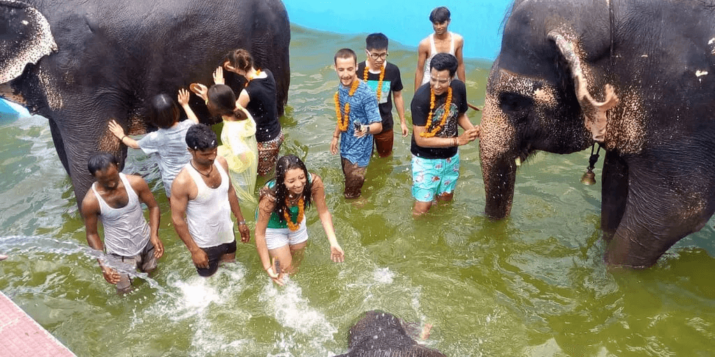 Bathing and Feeding Elephants, Kerala