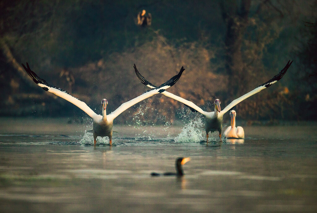 Mangalavanam Bird Sanctuary, Kochi