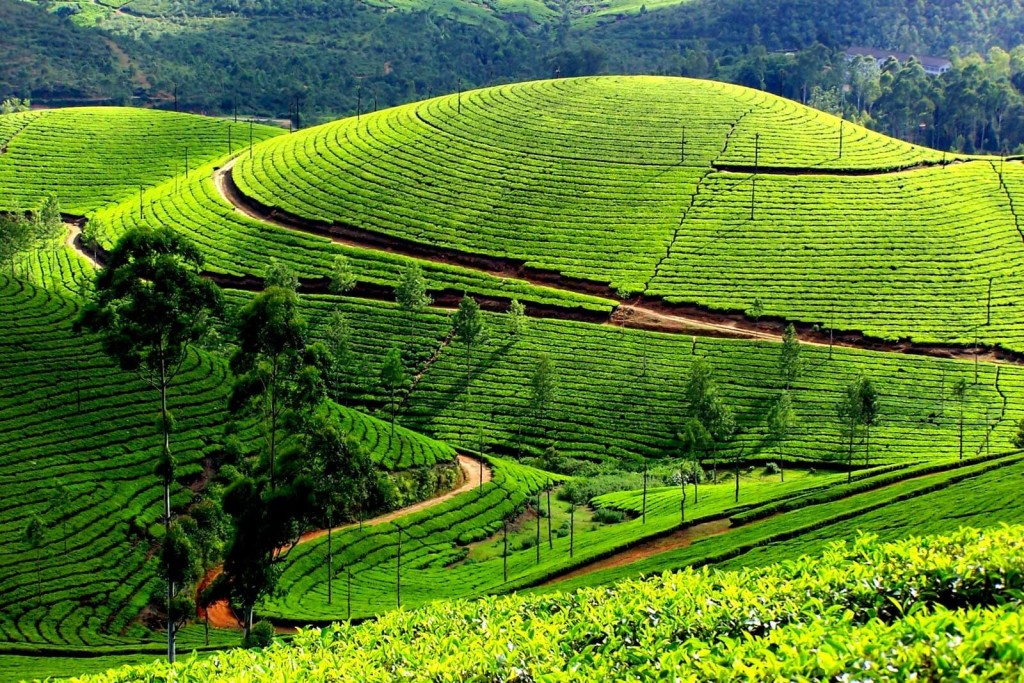 munnar-trip-planning