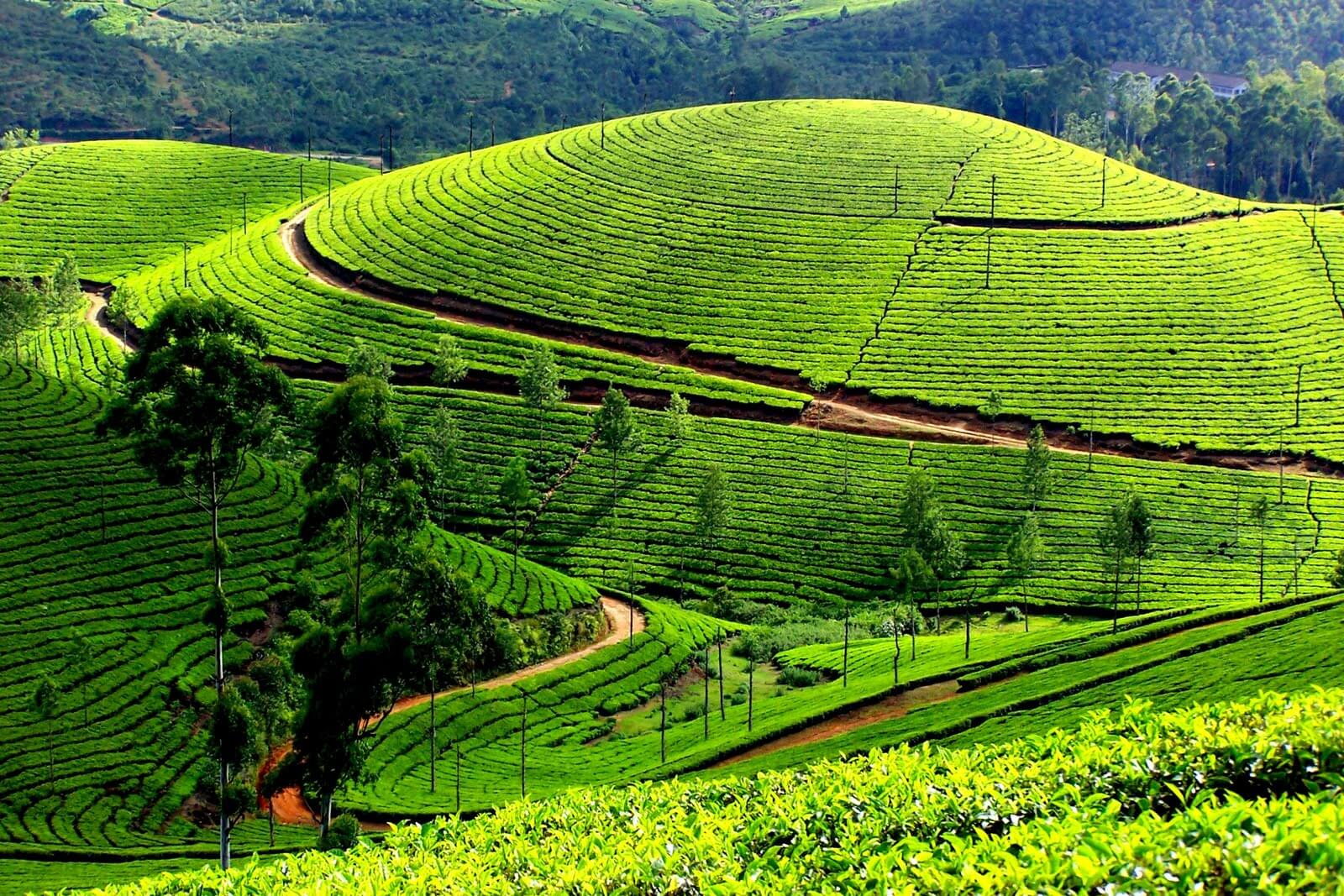 Munnar Kerala Tour