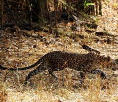Bandhavgarh National Park