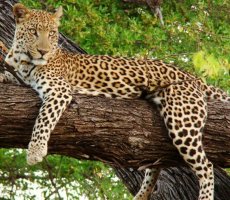 Bhagwan Mahavir Wildlife Sanctuary