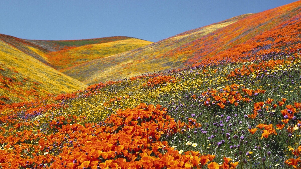 Valley of Flowers Uttarakhand India