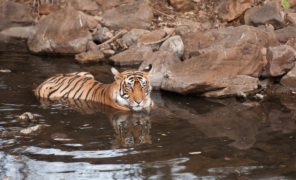 Tiger Resting at Ranthambore