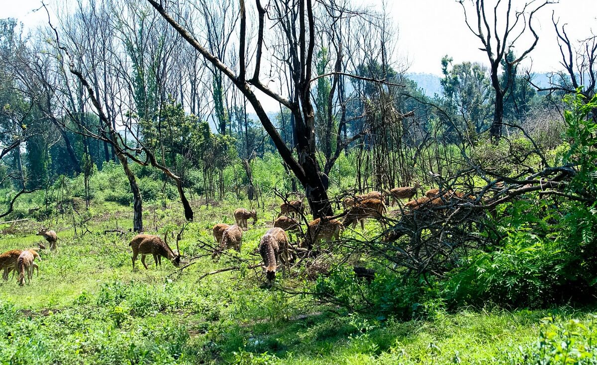 Masinagudi National Park, Karnataka