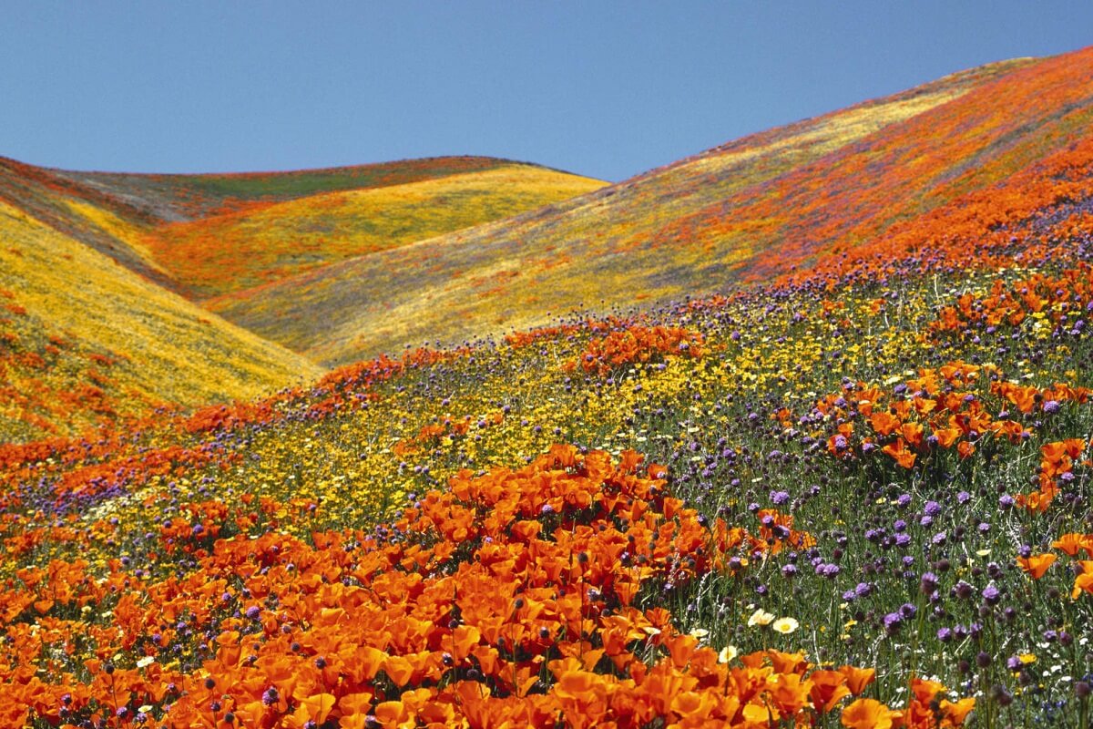 Valley of Flowers, Uttarakhand