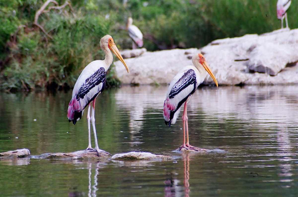Ranganathittu, Mysore