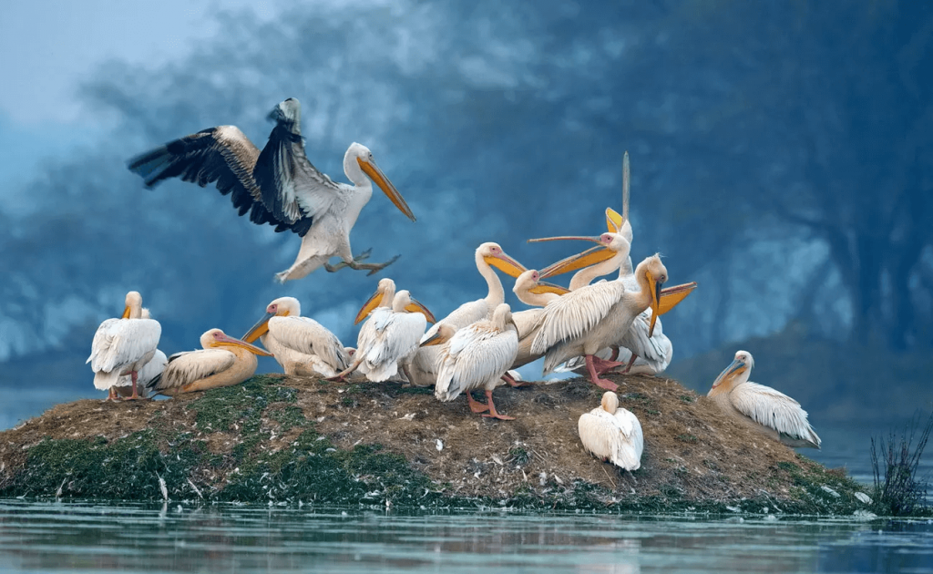 Bharatpur Bird Sanctuary