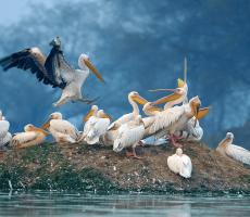 Bharatpur Bird Sanctuary